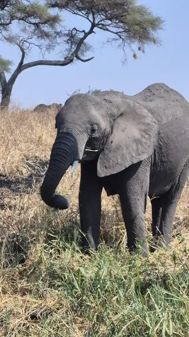 Elephant beneath a tree