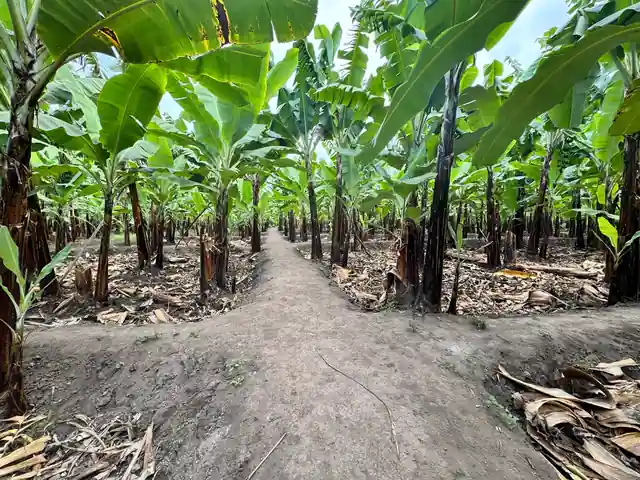 A walking path between banana plants in Tanzania